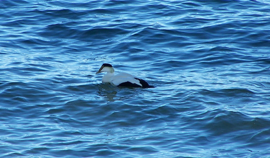 common eider