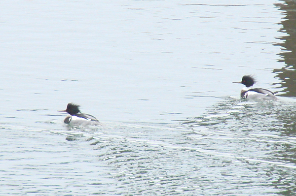 red-breasted mergansers