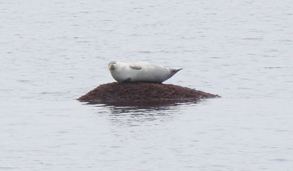 harbor seal